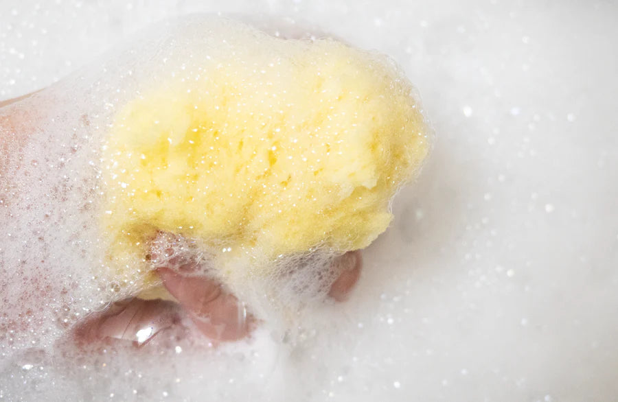 Loot - Sandy the Sea Sponge