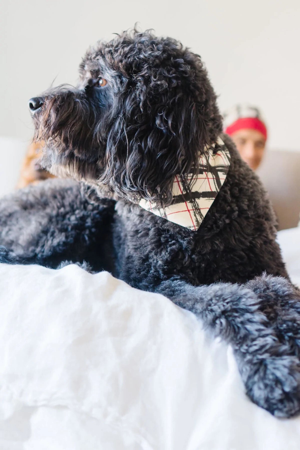 L'oved Baby - Organic Cotton Baby Holiday Pet Bandana - Pitter Patter Boutique